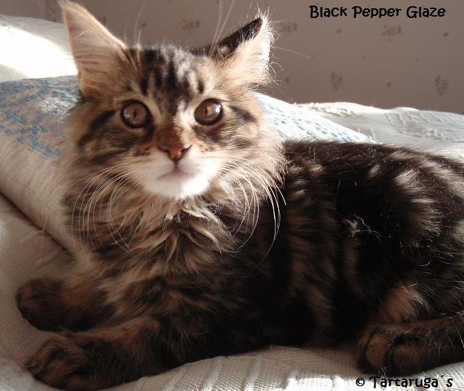 Black Pepper Glaze