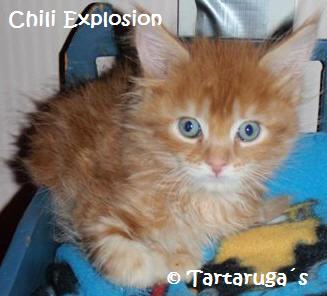 Chili Explosion