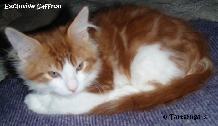 Exclusive Saffron