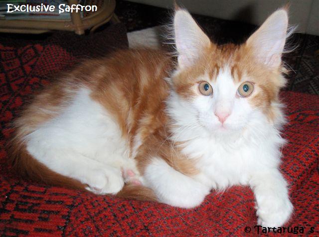 Exclusive Saffron