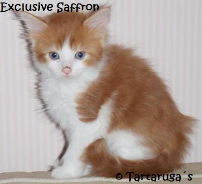 Exclusive Saffron