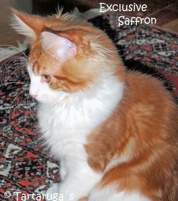Exclusive Saffron