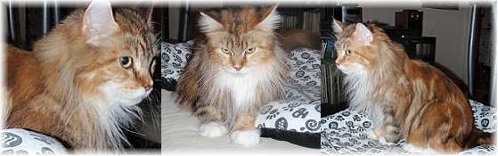 Kaxie november 2010