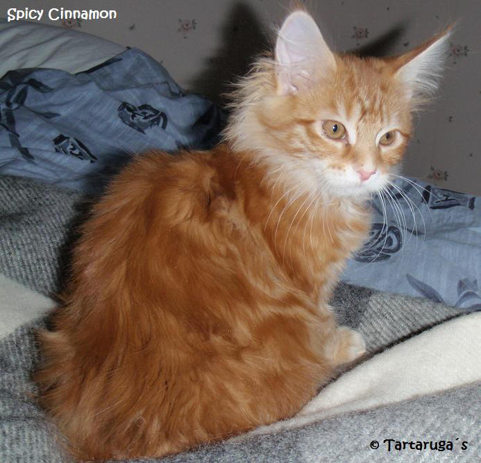 Spicy Cinnamon
