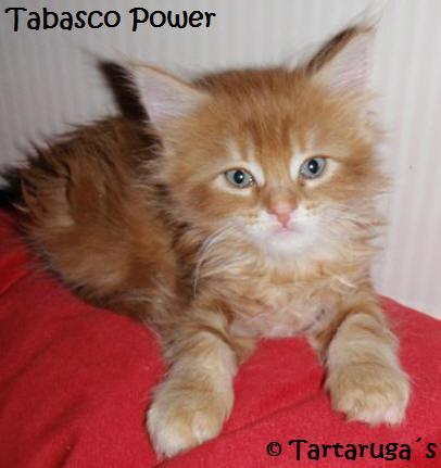 Tabasco Power